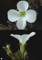 Veronica spectabilis. Flowers. Scale = 1 mm.
 Image: P.J. Garnock-Jones © Te Papa CC-BY-NC 3.0 NZ